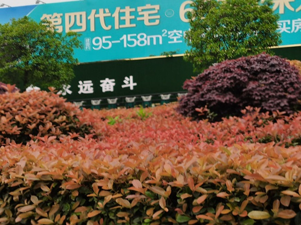 森林雅苑 (3).jpg
